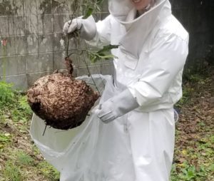 横浜市神奈川区でのスズメバチ蜂駆除の写真